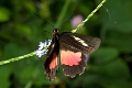 PAPILIONIDAE, Parides erithalion zeuxis